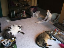 Enlarge photo 10