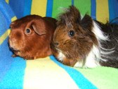 Susan's Pigs