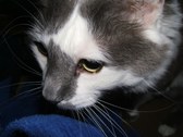 Enlarge photo 33