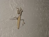 Enlarge photo 47