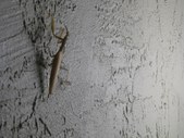 Enlarge photo 49