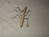 Enlarge photo 48