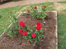 Enlarge photo 11