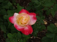 Enlarge photo 15