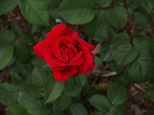 Enlarge photo 16