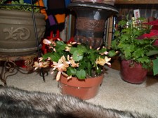 Enlarge photo 11