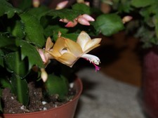 Enlarge photo 13