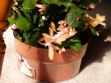 Enlarge photo 15