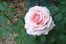 Enlarge photo 131