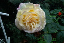 Enlarge photo 132