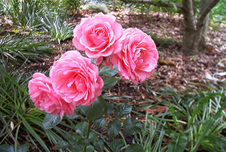 Enlarge photo 133
