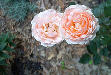 Enlarge photo 134