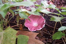 Enlarge photo 118