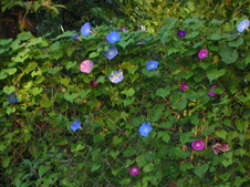 Enlarge photo 119