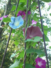 Enlarge photo 120