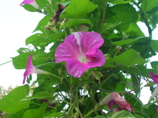 Enlarge photo 121
