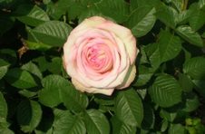 Enlarge photo 135