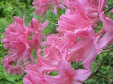 Enlarge photo 51