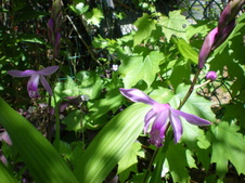 Enlarge photo 52