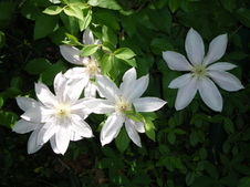 Enlarge photo 54
