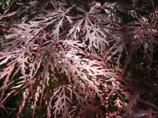 Enlarge photo 55
