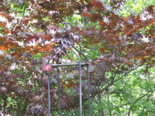 Enlarge photo 57