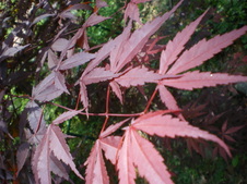 Enlarge photo 58