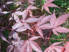 Enlarge photo 59