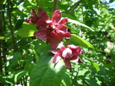 Enlarge photo 61