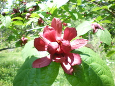 Enlarge photo 62
