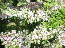 Enlarge photo 63