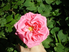 Enlarge photo 66