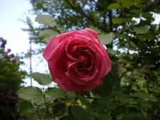 Enlarge photo 74
