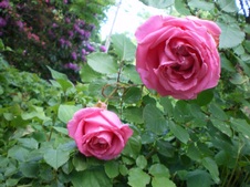 Enlarge photo 75