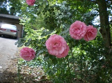 Enlarge photo 79