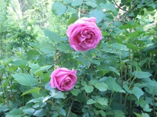 Enlarge photo 80