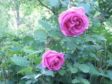 Enlarge photo 81
