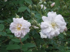 Enlarge photo 82