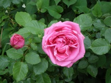 Enlarge photo 92