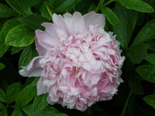 Enlarge photo 93