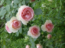 Enlarge photo 95