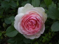 Enlarge photo 96