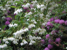 Enlarge photo 98