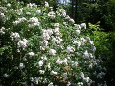 Enlarge photo 89