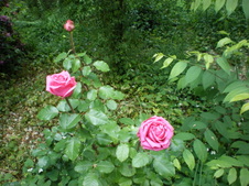 Enlarge photo 100