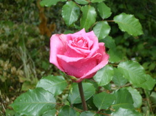 Enlarge photo 102