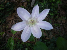 Enlarge photo 124