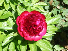 Enlarge photo 125