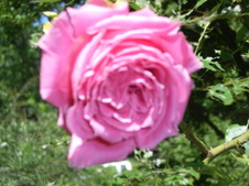 Enlarge photo 126