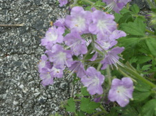 Enlarge photo 104